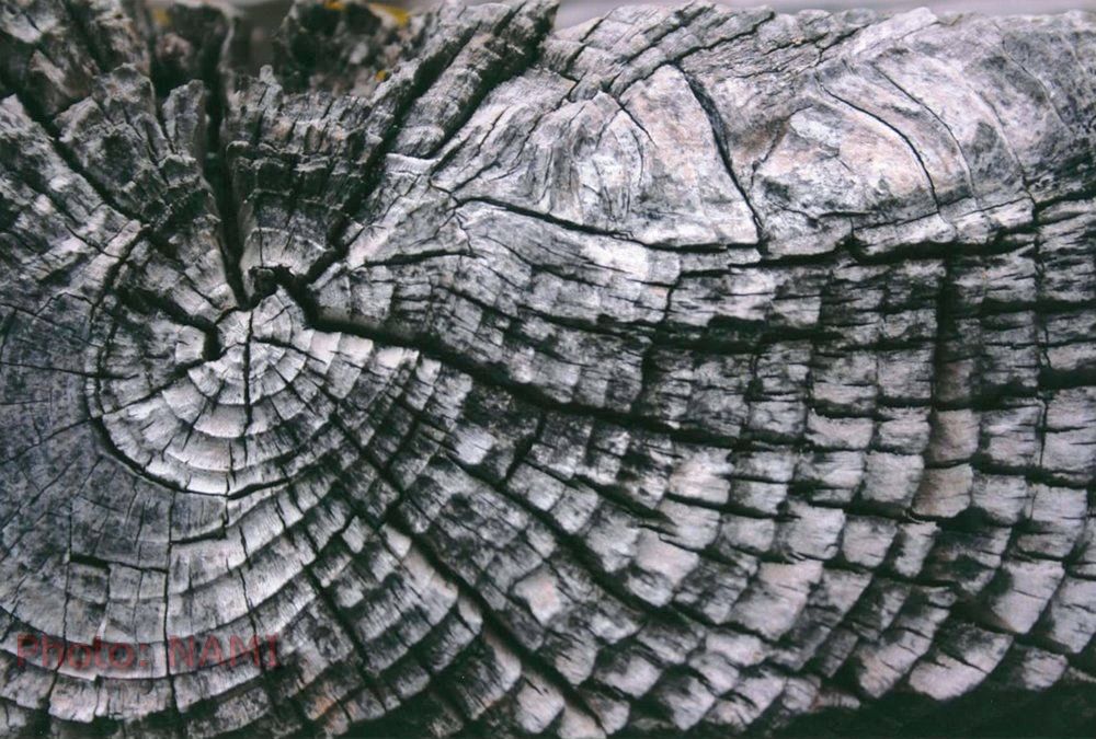 Study the Tree Rings